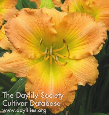 Daylily Persimmon Punch